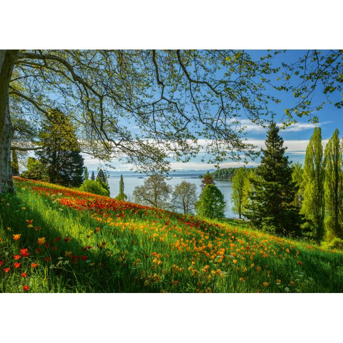Puzzle Proljetni drvored u cvatu tulipana - otok Mainau
