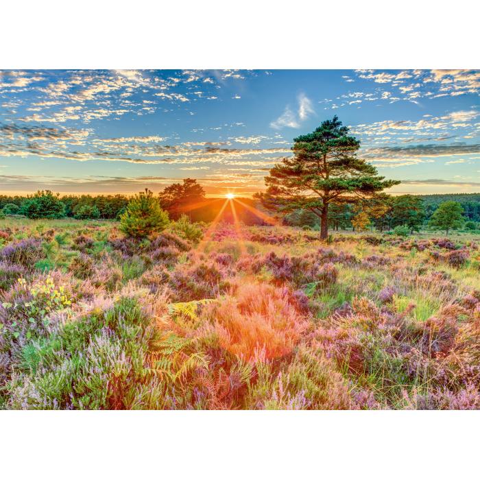 Puzzle Vrijesak na zalasku sunca