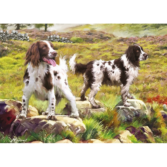 Puzzle Spaniel on Moor