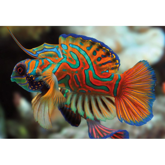 Puzzle Colourful Nature - Mandarinfish