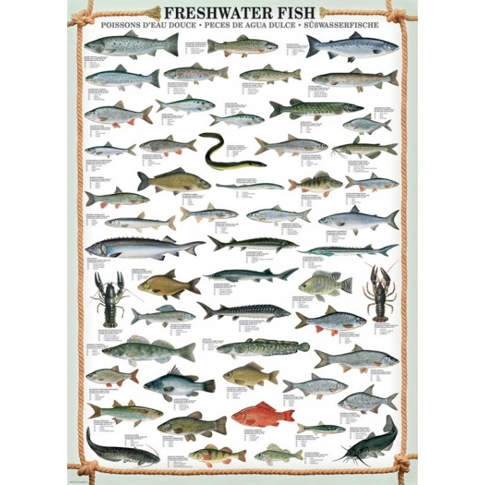Puzzle Slatkovodne ribe