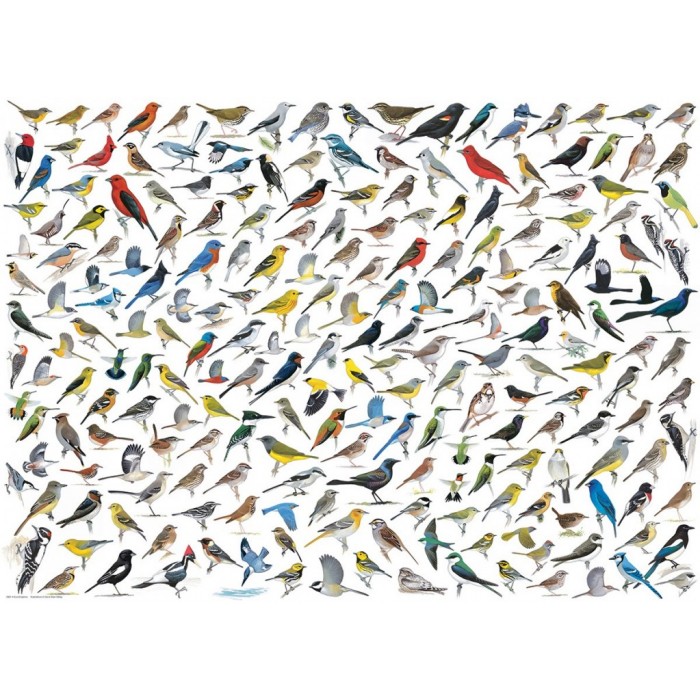 Puzzle Svijet ptica