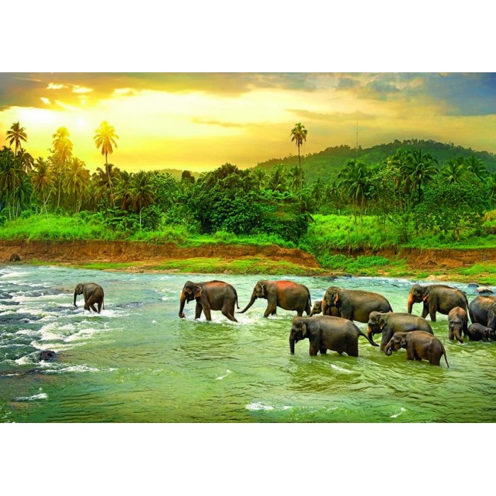Puzzle Save our Planet Collection - Prašuma