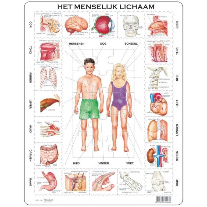 Puzzle s okvirom - FrozenHet Menselijk Lichaam (nizozemski)