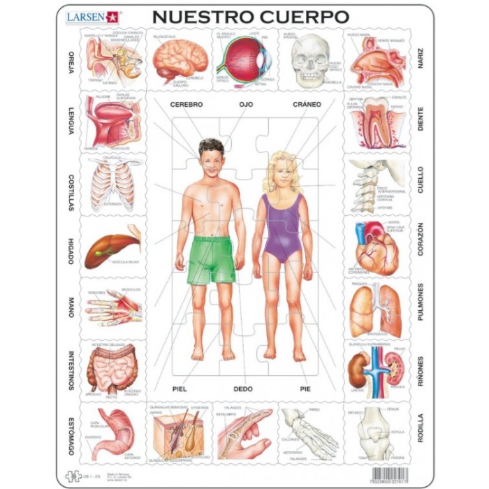 Puzzle s okvirom - Nuestro Cuerpo (na španskom)