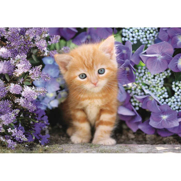 Puzzle Ginger Cat