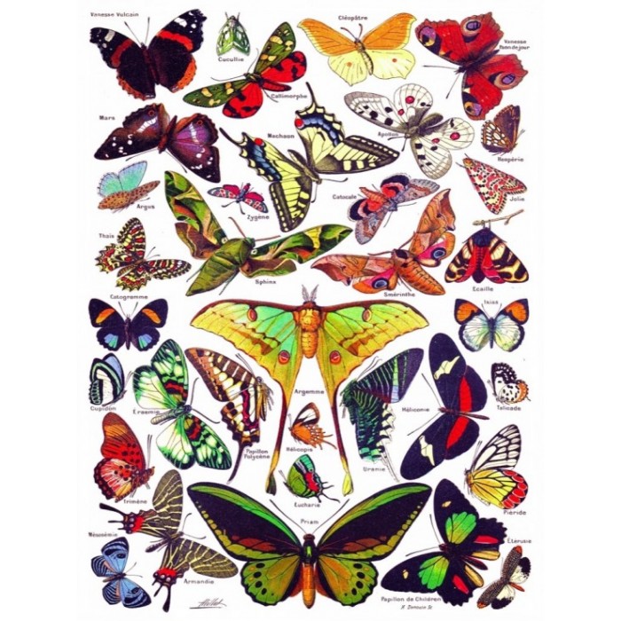 Puzzle Butterflies - Papillons
