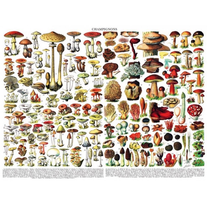 Puzzle Mushrooms - Champignons