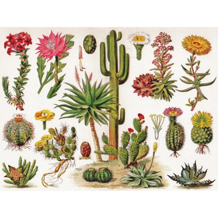 Puzzle Cacti - Cactus