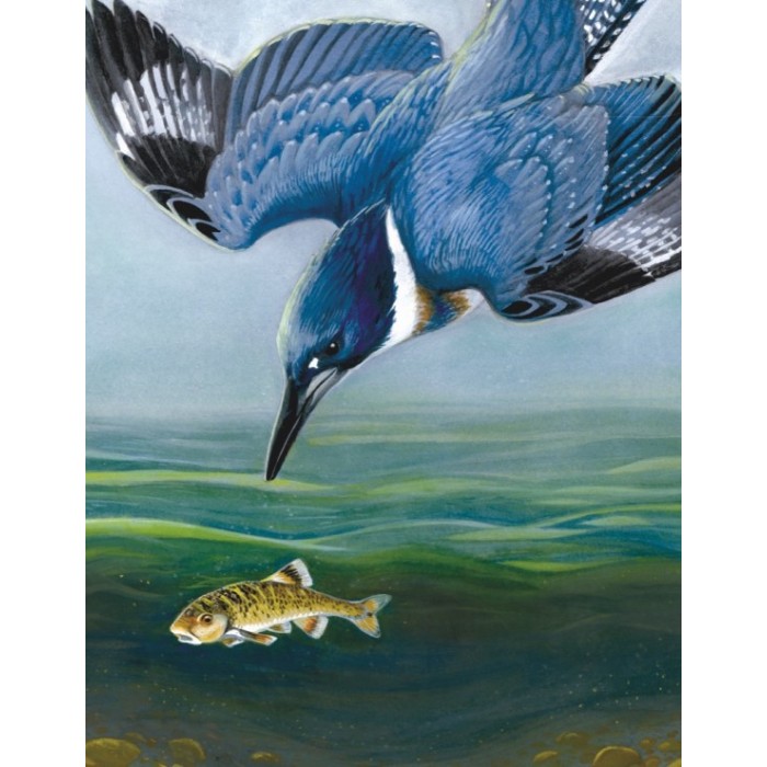 Puzzle Belted Kingfisher