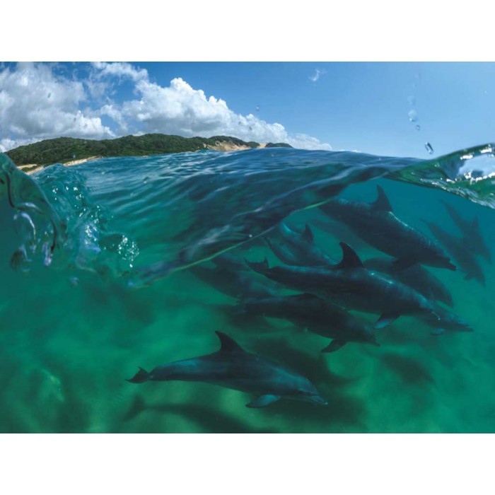 Puzzle Bottlenose Dolphins