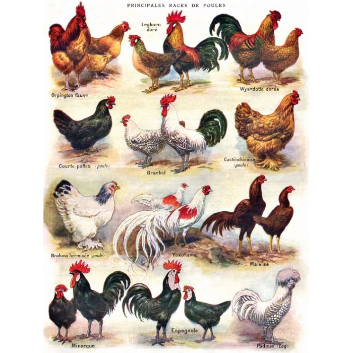 Puzzle XXL dijelovi - Poules - Poultry